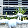 Palme im Schnee (Foto: Thomas Markus Meier)