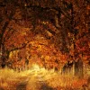 Weg Herbst (Foto: Peggychoucair / Pixabay)