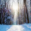 Neujahr - Schnee Sonne Wald (Foto: Lichtmagnet/Pixabay)